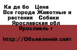 Ка де бо › Цена ­ 25 000 - Все города Животные и растения » Собаки   . Ярославская обл.,Ярославль г.